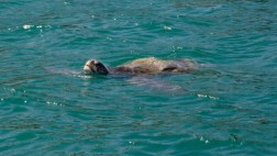 Implementarán ruta turística para observación de fauna marina