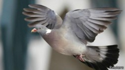 Un 20% de las aves del mundo viven en ciudades