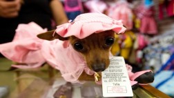 La enfermedad que ataca a los perros miniatura