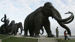Obrero descubre un colmillo de mamut en Seattle