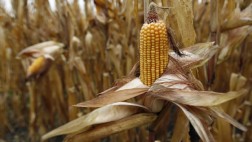 Innovaciones agrícolas podrían reducir la hambruna mundial