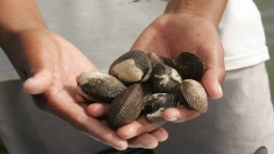 Mañana y hasta el 31 de marzo hay veda de conchas negras