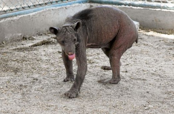Piura no tiene recursos para cuidar animales rescatados