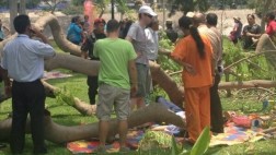 Relima evalúa causas de caída de árbol en Parque Reducto N°2