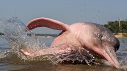 Delfín rosado de Amazonas en peligro