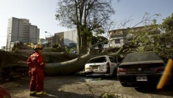 Caída de árboles: posibles causas y cuidados a tomar en cuenta