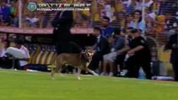 El perro que se ganó la ovación de la gente en el Central-River