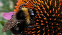 Las abejas están contagiando a los abejorros