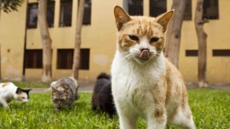 Gatos en Miraflores: ¿Cuál es la situación del parque Kennedy?