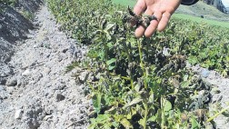 La falta de lluvias afecta 9 provincias de Arequipa y Ayacucho