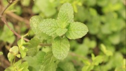 Once plantas medicinales que deberías tener en casa