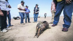 Delfines habrían muerto en el norte por intoxicación