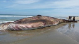 Presentan esqueleto de ballena en la UNP