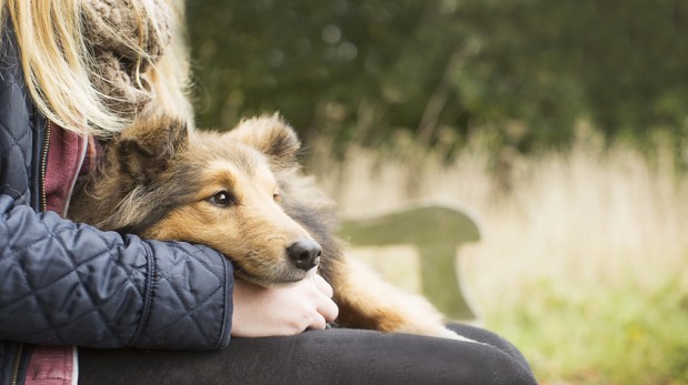 ¿Quieres un perro? Estos son los beneficios de tener uno