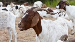 El olor del macho cabrío realmente excita a las hembras