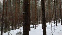 Descubren cómo los bosques perfumados generan nubes