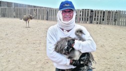 Milenario avestruz andino tiene un nuevo hogar en la costa