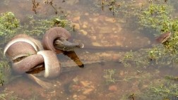 Serpiente devoró a un cocodrilo completo en Australia