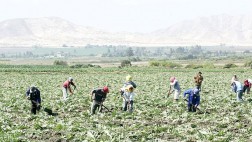 La producción agropecuaria reportó un avance de 2% en enero