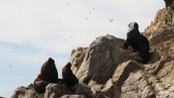 Paracas es el nuevo punto de atención para los turistas