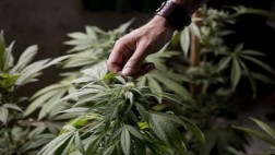 Estado de Washington emitió licencia para venta de marihuana