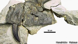 Descubren fósil del dinosaurio depredador más grande de Europa