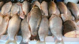 Más del 50% de tilapia que se vende en el Perú es importada