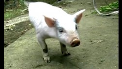 China: Cerdito acróbata asombra con sus dos únicas patas