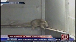 Colegio de SJM no empezó clases por invasión de ratas