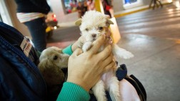 ¿Cuánto cuesta llevar a nuestra mascota de viaje?