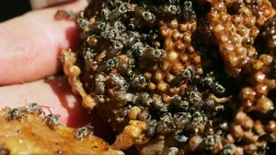 Abejas atacaron a cuatro trabajadores municipales