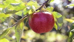 "¿Fue una manzana?", por Marco Aurelio Denegri
