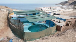 Dos delfines sobreviven en pésimas condiciones en Chorrillos