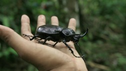 “Usemos códigos de barra genético para identificar especies”