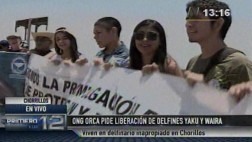 Yaku y Wayra: activistas piden su traslado y cambios en leyes