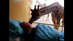 Una jirafa se despide del hombre que la cuidaba