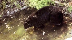 Chaparrí o los osos de Lambayeque