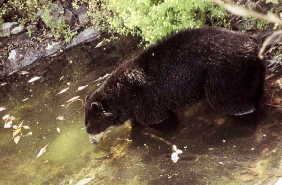 Chaparrí o los osos de Lambayeque