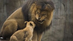 Dinamarca: Zoológico sacrifica a cuatro leones
