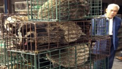 El café más caro del mundo se obtiene con maltrato animal