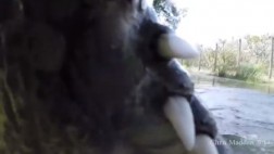 ¿Qué se siente ser tragado por un cocodrilo? Mira este video
