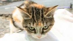 Gatos contagian de tuberculosis a dos personas