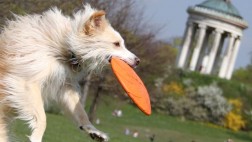 España: municipio contrató un "detective canino"