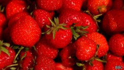 Los alimentos que están en peligro de extinción