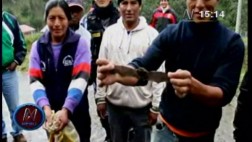 Murciélagos invaden techo de colegio de primaria