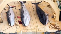 Mayor portal de Japón dejará de vender carne de ballena