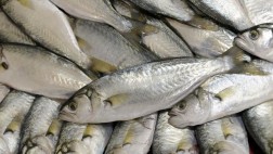 El Perú evalúa impacto climático en la pesca