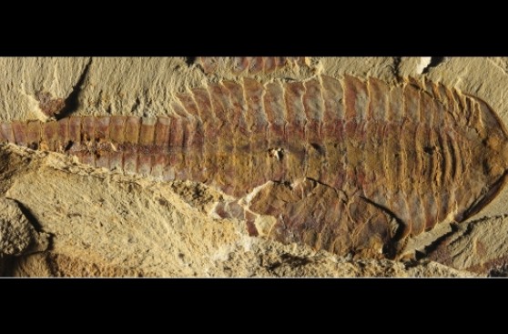 Hallan fósil similar a un camarón de hace 520 millones de años