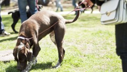 Paseo con estilo: Cuida a tu mascota con una correa