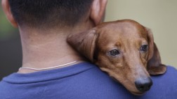 Denuncian matanza de perros a flechazos en Nicaragua